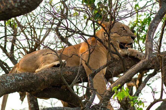 10-Day Big-7 Private Tour Experience in Uganda Safari - Day 6: Ishasha’s tree-climbing lions and Bwindi