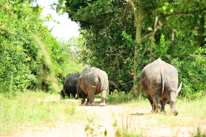 10 Day Gorilla Chimps and Big 5 Safari - Key things to know before you book