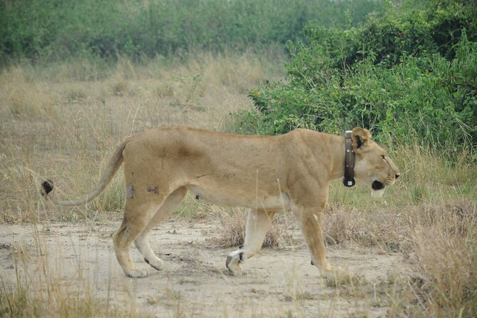 10 Day Gorilla Chimps and Big 5 Safari - What $3,500 covers, and where the value lies