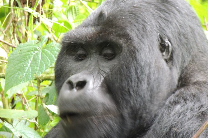 10 Day Gorilla Chimps and Big 5 Safari - Day 6: Chimpanzees at Kyambura Gorge and sunset in Ishasha