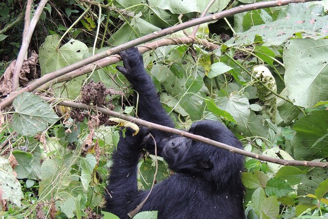 10 Day Gorilla Chimps and Big 5 Safari - Day 7: Ishasha wildlife and the road to Bwindi