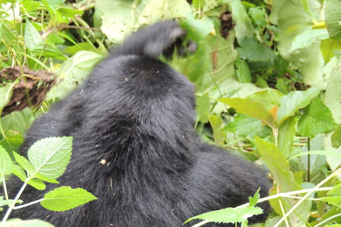 10 Day Gorilla Chimps and Big 5 Safari - Day 8: The main event in Bwindi