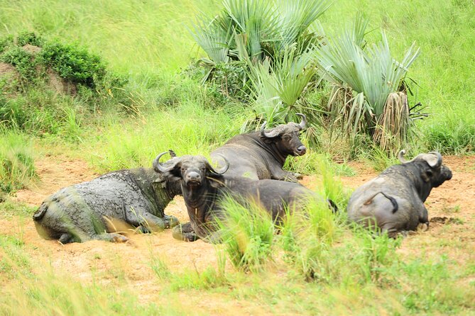 10 Day Gorilla Chimps and Big 5 Safari - Days 2 and 3: Rhinos, Murchison Falls, and the Nile