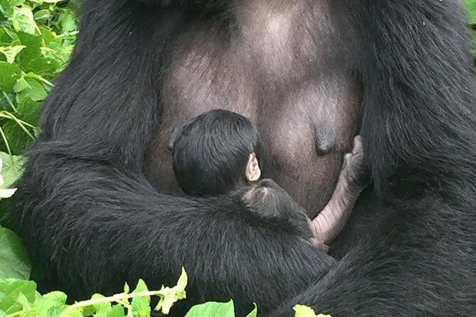 10 Day Uganda Memorable Lifetime Gorilla and Chimpanzee Safari - Day 4: A long transfer toward Kibale