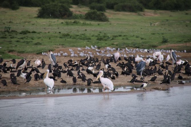 10 Day Western Uganda Budget Wildlife Safari - Day 2: Murchison game drive and the Nile by boat