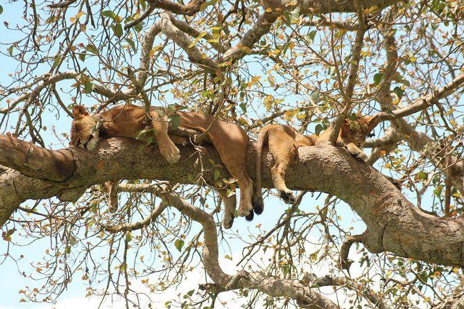 10 Day Western Uganda Budget Wildlife Safari - Day 3: A long transfer to Kibale Forest