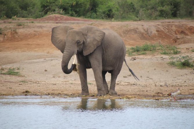 10 Day Western Uganda Budget Wildlife Safari - Day 7: The main event, gorilla trekking in Bwindi