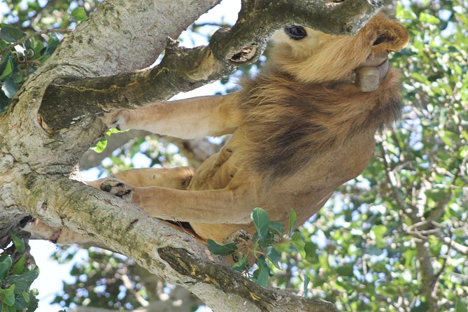 10-Day Wildlife Big 5, Murchison Falls and Gorilla Safari - Why this Uganda route works so well