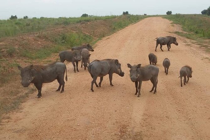 10-Day Wildlife Big 5, Murchison Falls and Gorilla Safari - Day 3: Murchison game drive and the Nile boat trip