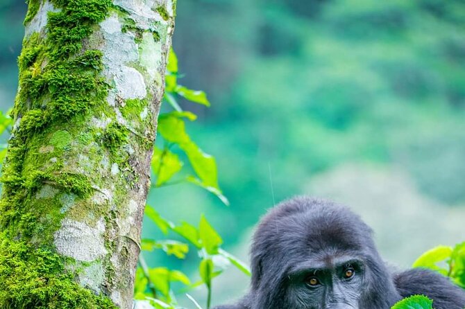10-Day Wildlife Big 5, Murchison Falls and Gorilla Safari - Day 6: Kasenyi Plains and the Kazinga Channel