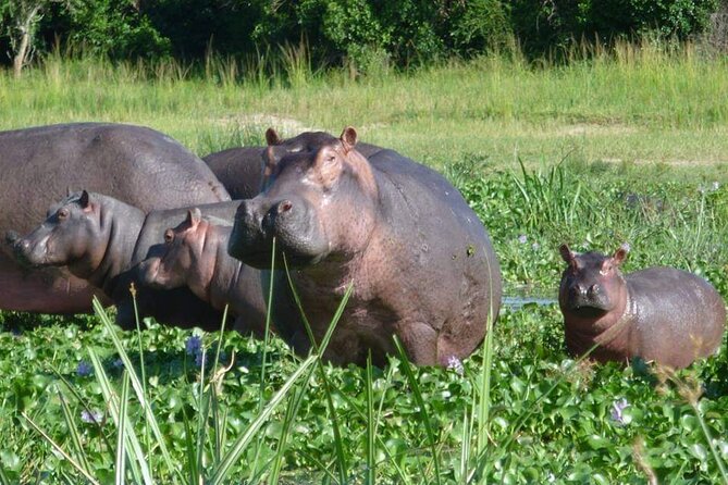 10-Day Wildlife Big 5, Murchison Falls and Gorilla Safari - Day 7: Ishasha lions and the road to Bwindi