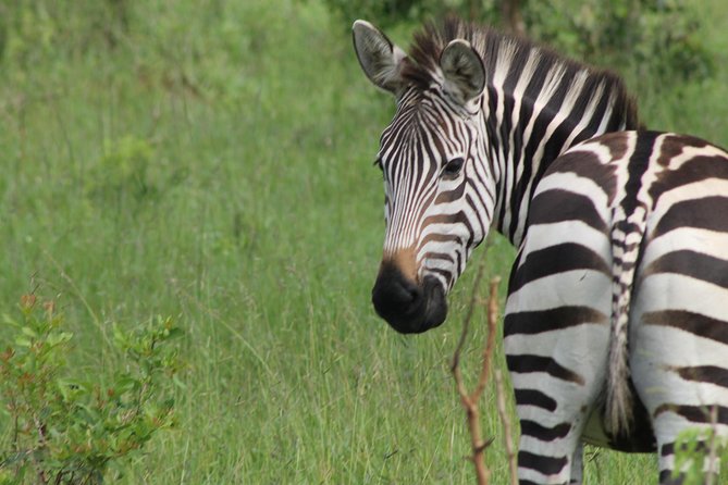 10-Day Wildlife Big 5, Murchison Falls and Gorilla Safari - Day 2: Rhinos first, then Murchison Falls