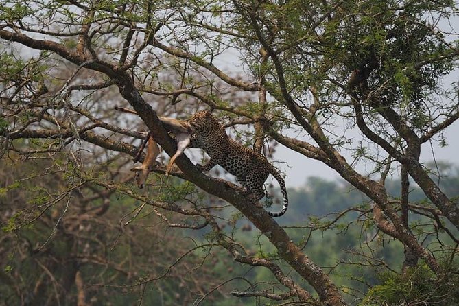 10 Days Affordable Gorilla Trekking Holiday - Day 3: Chimpanzees and the Bigodi community