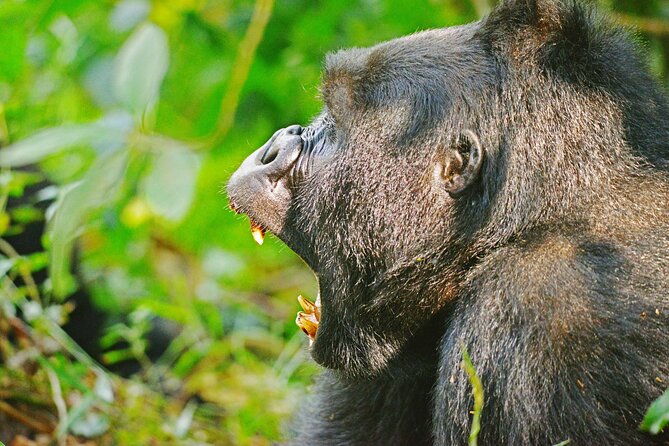 10 Days Affordable Gorilla Trekking Holiday - Day 4: Rwenzori views and the road to Queen Elizabeth