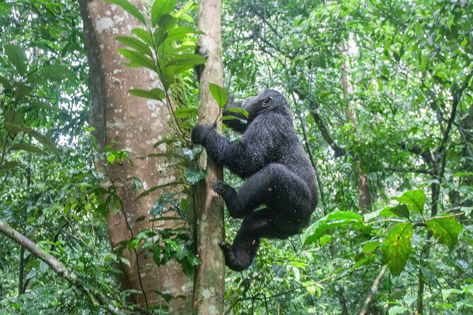 10 Days Affordable Gorilla Trekking Holiday - Day 7: The gorilla trek in Bwindi