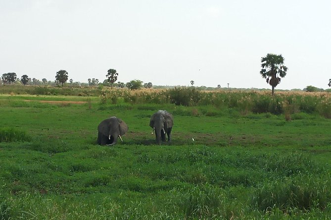10 Days Uganda Gorilla & Chimpanzee Trekking Safari - A wildlife-heavy Uganda route from Entebbe to Bwindi