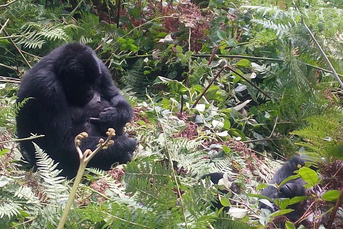 10 Days Uganda Gorilla & Chimpanzee Trekking Safari - Murchison Falls from the Buligi trails to the Nile