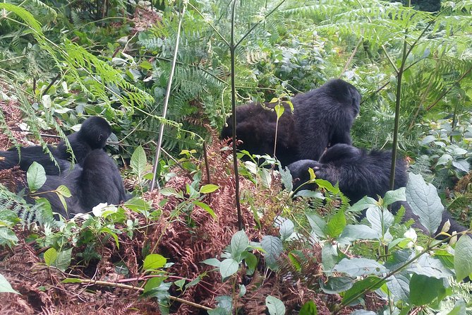 10 Days Uganda Gorilla & Chimpanzee Trekking Safari - Kibale, the chimpanzee capital of the trip