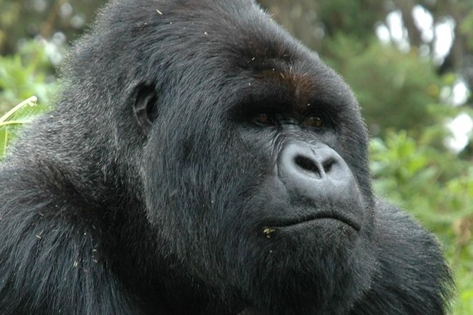 10 Days Uganda Gorilla & Chimpanzee Trekking Safari - Ishasha’s tree-climbing lions on the way to Bwindi