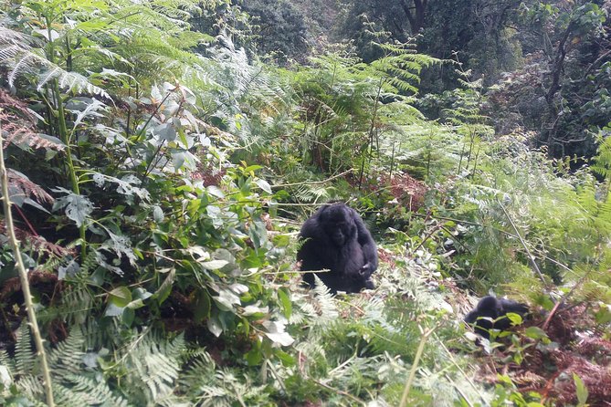 10 Days Uganda Gorilla & Chimpanzee Trekking Safari - Lake Bunyonyi gives the itinerary room to breathe