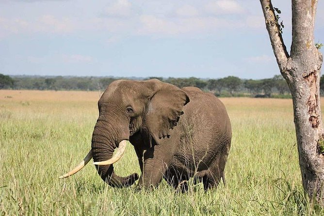 10 Days Uganda Gorilla, Chimpanzee & Wildlife Safari - What this Uganda safari is really designed to do