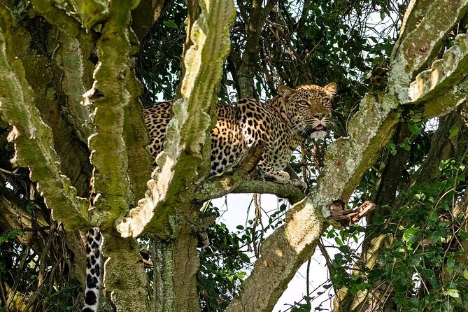 10-Days Uganda Gorillas and Chimpanzee Wildlife Discovery - Why this Uganda route works so well