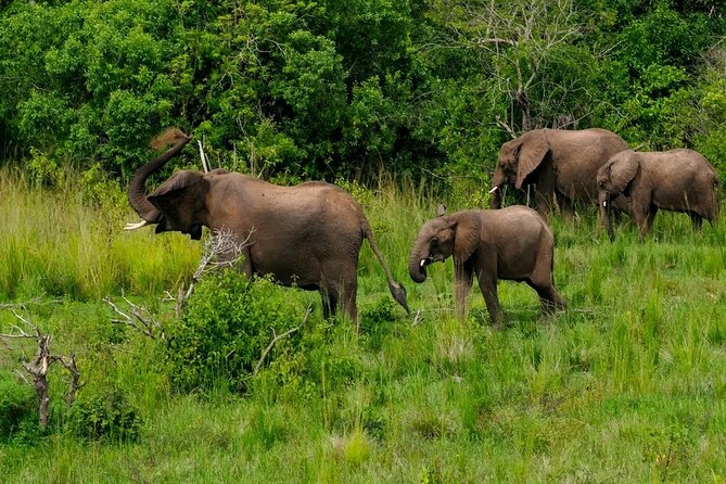 10-Days Uganda Gorillas and Chimpanzee Wildlife Discovery - Day 4: Tea country on the way to Kibale