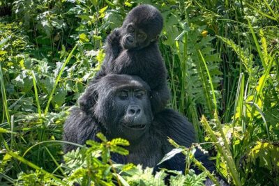 10-Days Uganda Gorillas and Chimpanzee Wildlife Discovery