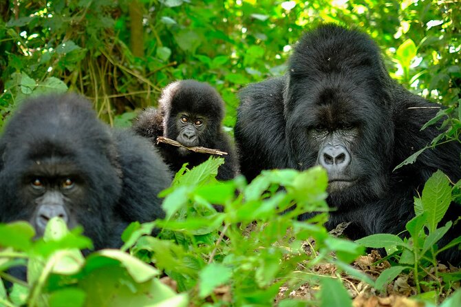 10-Days Uganda Gorillas and Chimpanzee Wildlife Discovery - Day 5: Chimpanzees and Kibale’s smaller primates