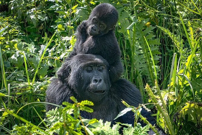10-Days Uganda Gorillas and Chimpanzee Wildlife Discovery - Day 1: A gentle arrival in Entebbe