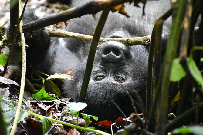 10 Days Uganda Safari with Gorillas - Day 1: A soft landing in Kampala