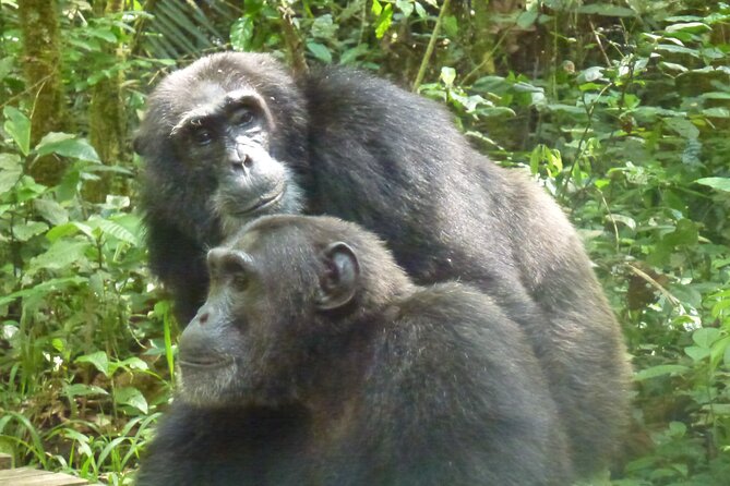 10 Days Uganda Safari with Gorillas - Day 4: From savannah to Bigodi Swamp
