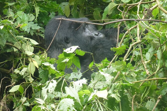 10 Days Uganda Safari with Gorillas - Day 6: Lions, hippos, and the Kazinga Channel