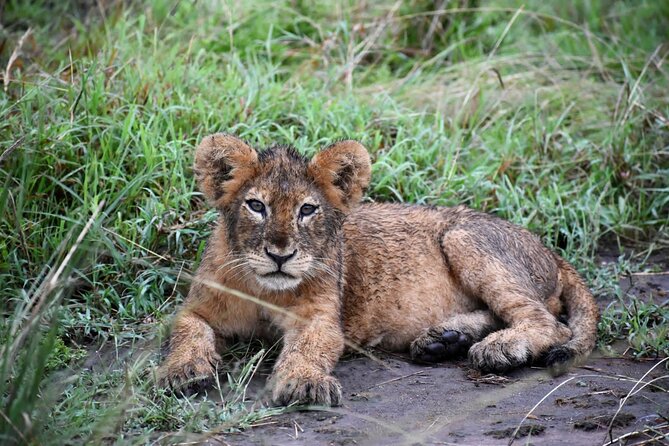 10 Days Uganda Safari with Gorillas - Day 8: The central event, trekking Bwindi’s gorillas