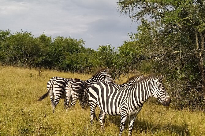 10 Days Uganda Safari with Gorillas - Days 2 and 3: Rhinos and thunder at Murchison Falls