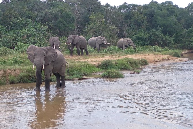 11 Days Uganda +Gorillas - Bwindi National Park and the gorilla trek