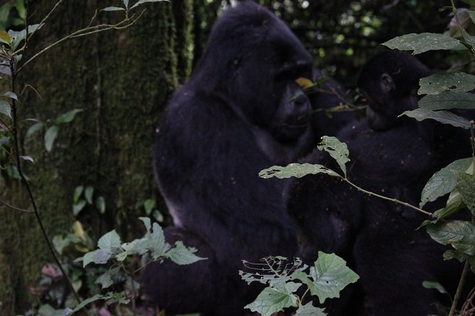 11 Days Uganda +Gorillas - Lake Bunyonyi is a useful change of pace