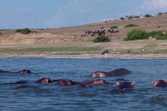 11 Days Uganda +Gorillas - Is $4,500 per person good value?