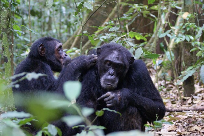 11 Days Uganda +Gorillas - Kibale Forest for chimpanzees and primates