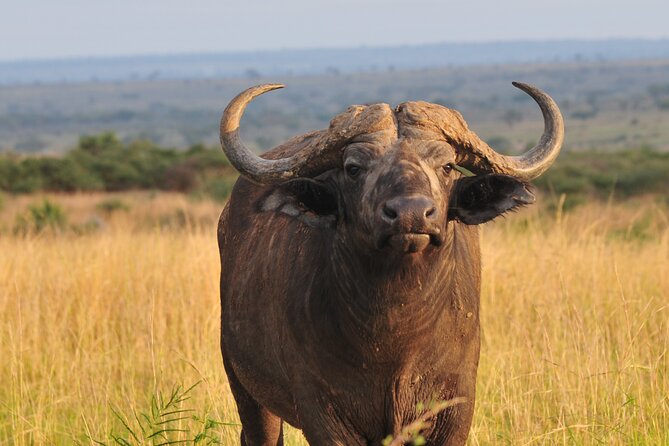 12-Day Big 5, Chimp & Gorilla Trekking Safari - Days 6 and 7: Salt, savanna and the Kazinga Channel