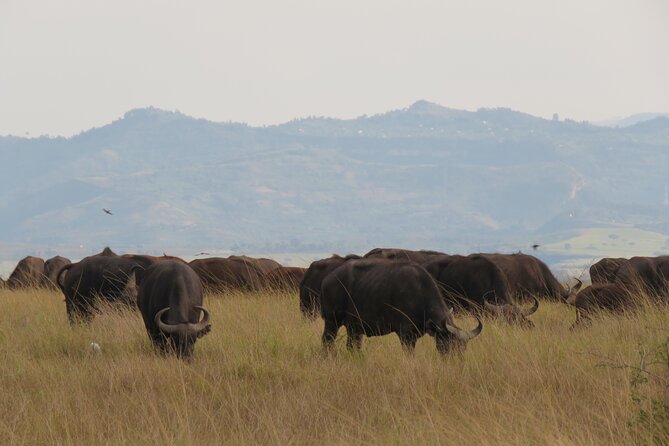 12-Day Moderately Priced Pearl of Africa - Uganda Private Safari - Day 3: Nile wildlife from two angles