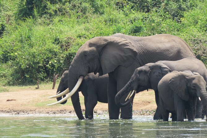 12-Day Moderately Priced Pearl of Africa - Uganda Private Safari - Day 4: A long transfer to Kibale Forest