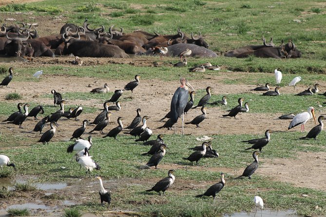 12-Day Pearl of Africa Wildlife and Adventure Highlights - A big Uganda circuit, not a quick park visit