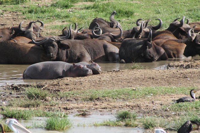 12-Day Pearl of Africa Wildlife and Adventure Highlights - Day 2: Pick your volcano at Mgahinga