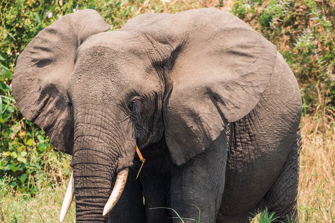 12-Day Pearl of Africa Wildlife and Adventure Highlights - Day 5: The gorilla trek in Bwindi