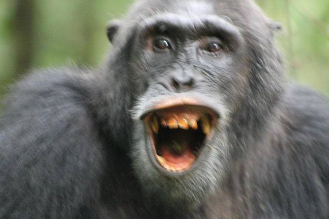 12-Day Pearl of Africa Wildlife and Adventure Highlights - Days 6 and 7: Tree-climbing lions and the Kazinga Channel