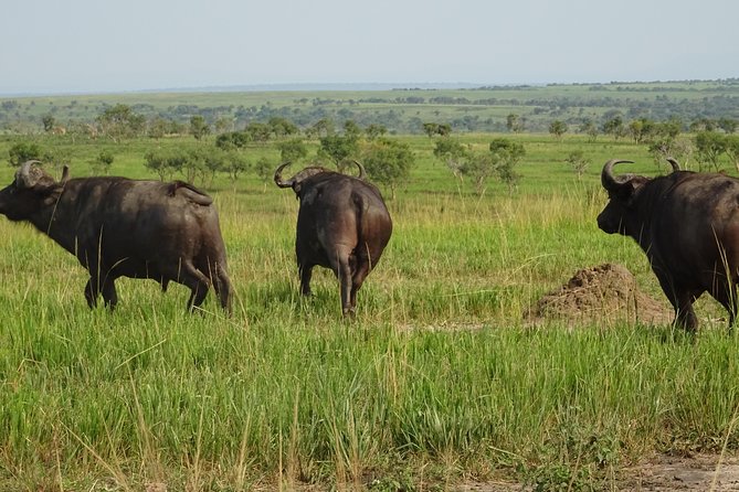 12 Days Memorable Experience tour in Uganda - Day 7: Kidepo game drives and cultural dancing