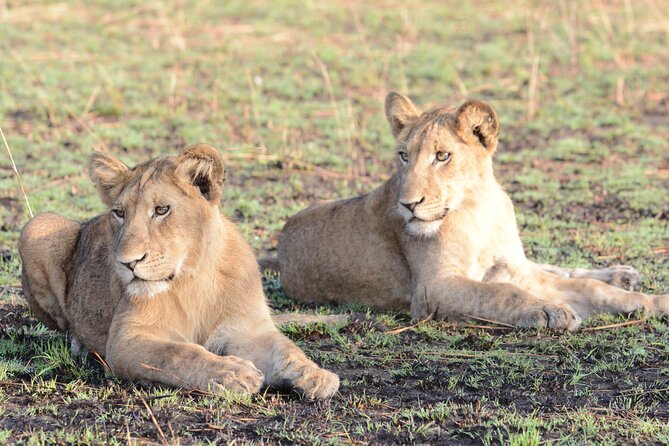13 Day Uganda Safari with Gorillas, Chimps & Tree climbing lions - Day 3: Murchison Falls by game drive and boat