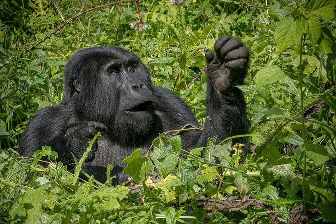 13 Day Uganda Safari with Gorillas, Chimps & Tree climbing lions - Days 4 and 5: Kibale’s chimpanzee forest and Bigodi Swamp