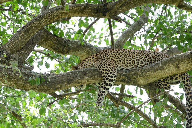 13 Day Uganda Safari with Gorillas, Chimps & Tree climbing lions - Days 6 to 8: Queen Elizabeth, Kazinga Channel, and lion tracking